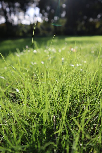 Close-up view of a lush, green front lawn on Barnes Common, showcasing freshly mowed grass with short, even blades and a few scattered weeds and wildflowers. The soil beneath appears moist and dark, i